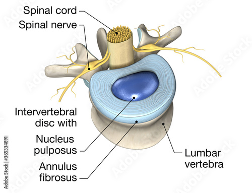 Lumbal vertebra with intervertebral disc, medically 3D illustration photo