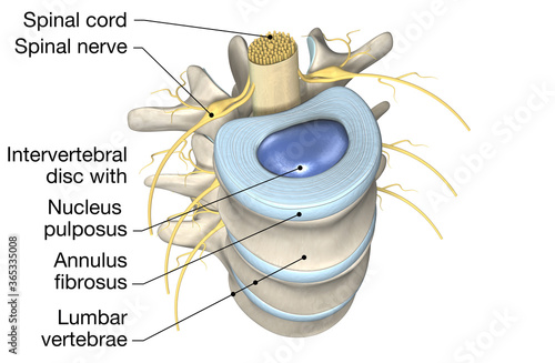 Lumbar vertebrae with intervertebral disc, medically 3D illustration photo