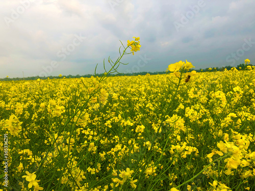 Yellow mustard flowers in the garden. Mustard cultivation in Bangladesh