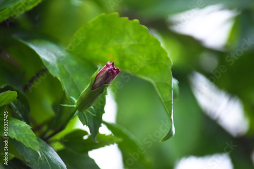 beautiful hibiscus flower bud at outdoor © Sudhakar