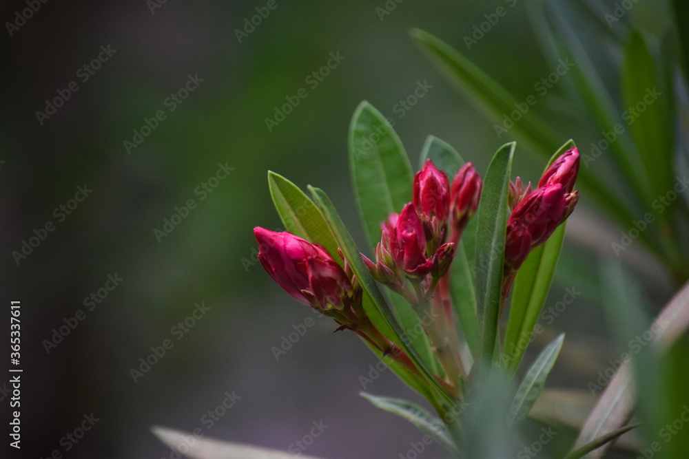 Fototapeta premium oleander or nerium oleander flower buds at outdoor