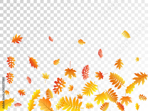 Oak, maple, wild ash rowan leaves vector, autumn foliage on transparent background.