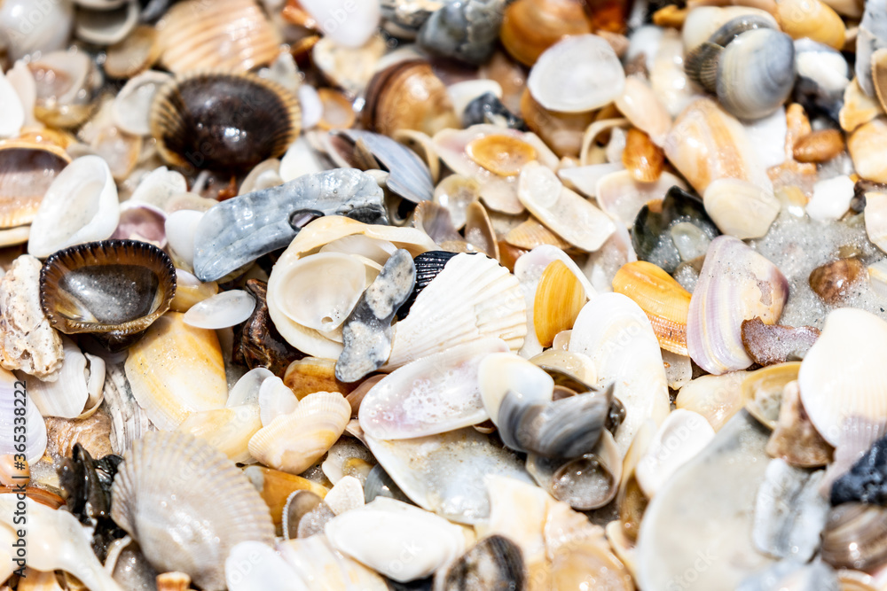 Atlantic Ocean Sea Shells