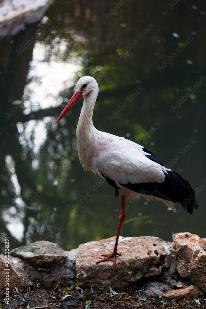 Fototapeta premium White Stork. European white stork close-up. Stork near the lake.