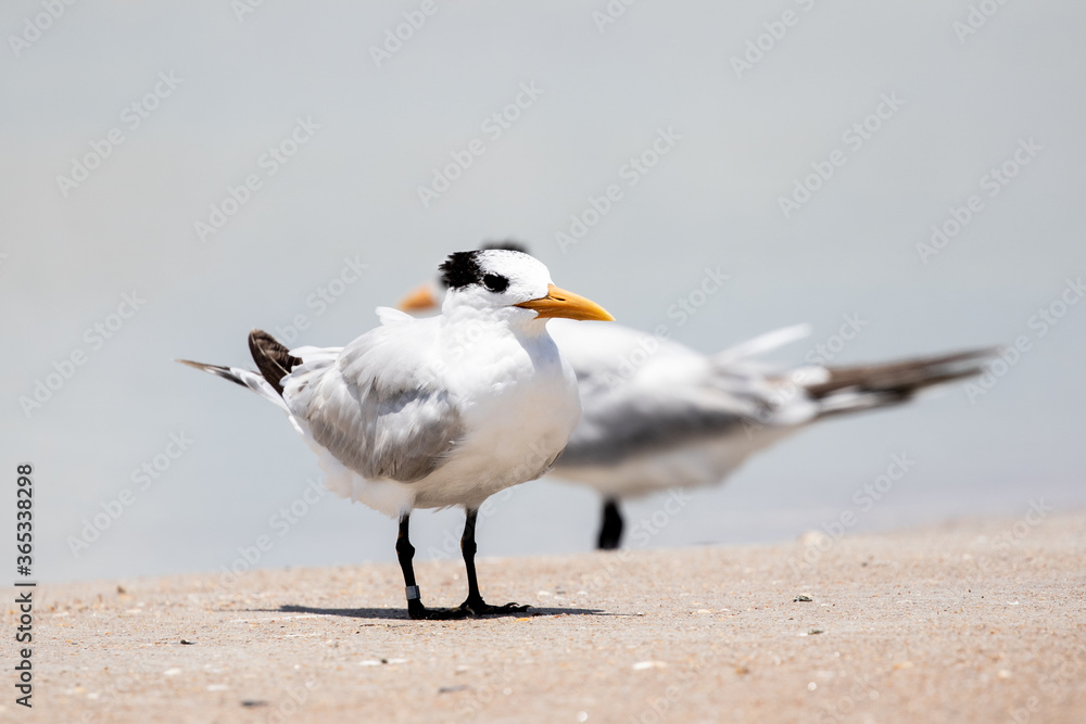 Royal Tern on the Beach Royal Tern on the Beach