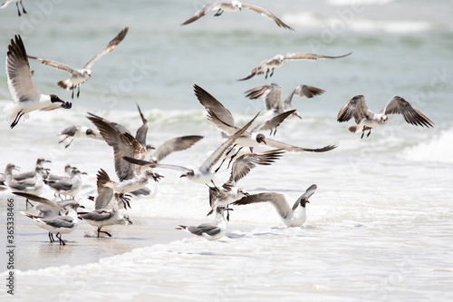 Seagulls at the Ocean