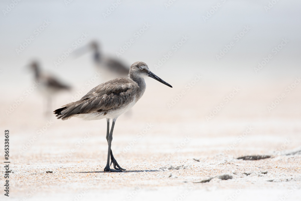 Willet at the Beach Willet at the Beach