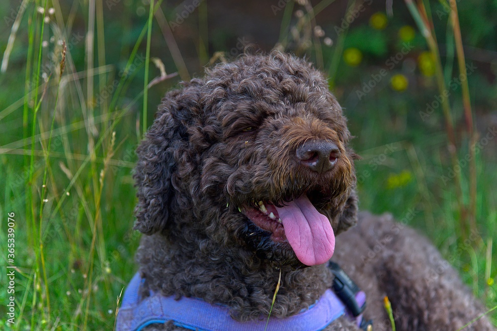 Hund, Wasserhund, Portrait, Tier, Haustier, Säugetier, putzig, braun, Hintergrund, grün, verschwommen, Fell, Locken, Zunge, Auge, Zahn, rosa, weiß, Deutschland, Europa, Spaziergang, Anblick, Halsband,