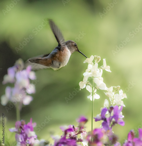 Rufous Hummingbird 3168-2 © b2bjacks