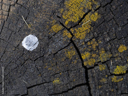 Natural wood texture close up of cracked tree with natural pattern resulting from aging