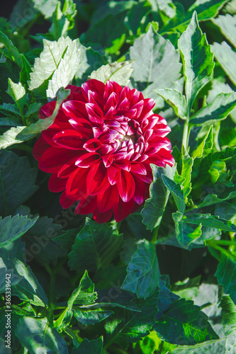 Close up picture of red chrysenthemum on green background in the yard. In the garden we have natural herbs with bright red shade of flower. Copy space for text and greeting card concept.
