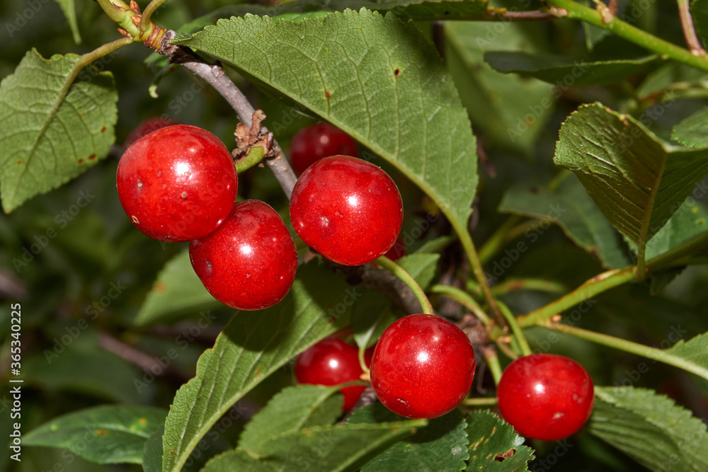 Summer. Cherry ripe in the garden of a country house. Managed to collect until the birds pecked. Summer. Cherry ripe in the garden of a country house. Managed to collect until the birds pecked.