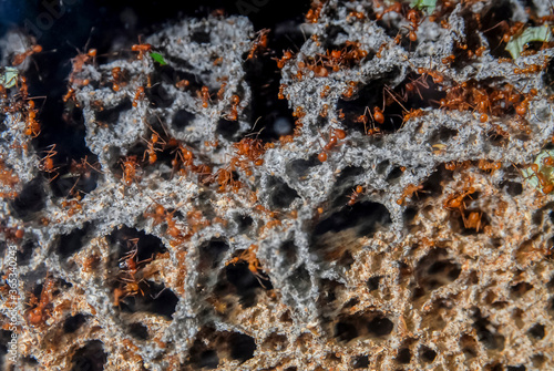 Leaf cutter ants in fungus garden photo