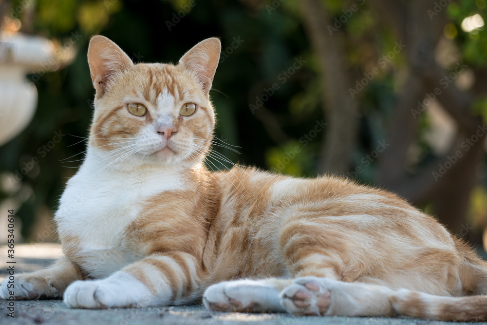 Cat Cat