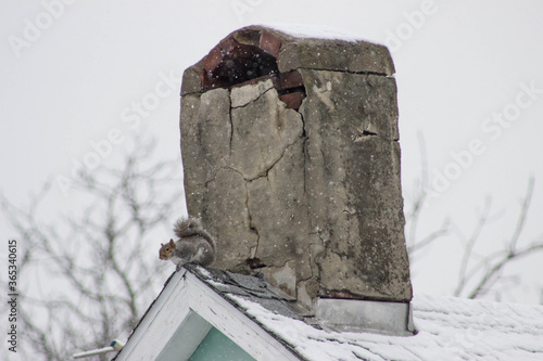 Squirrel on Chimney in the Winter © alfredo