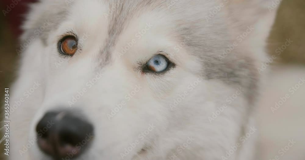 Portrait close-up white dog Husky in slow motion. Husky with heterochromia multicolored eyes. Concept of love for animals. White dog husky looks at owner faithfully. Walk with pet dogs autumn days Portrait close-up white dog Husky in slow motion. Husky with heterochromia multicolored eyes. Concept of love for animals. White dog husky looks at owner faithfully. Walk with pet dogs autumn days
