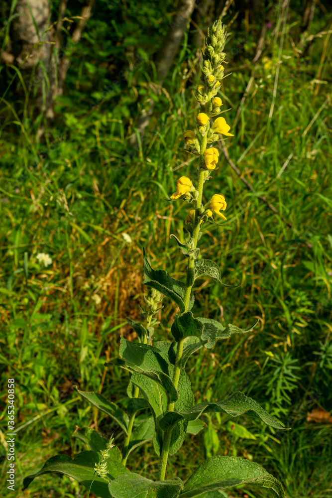 verbascum bloom in the garden in the sun verbascum bloom in the garden in the sun