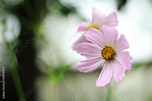 Pink cosmos flower on the light green background