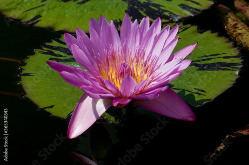 Water lily in the park
