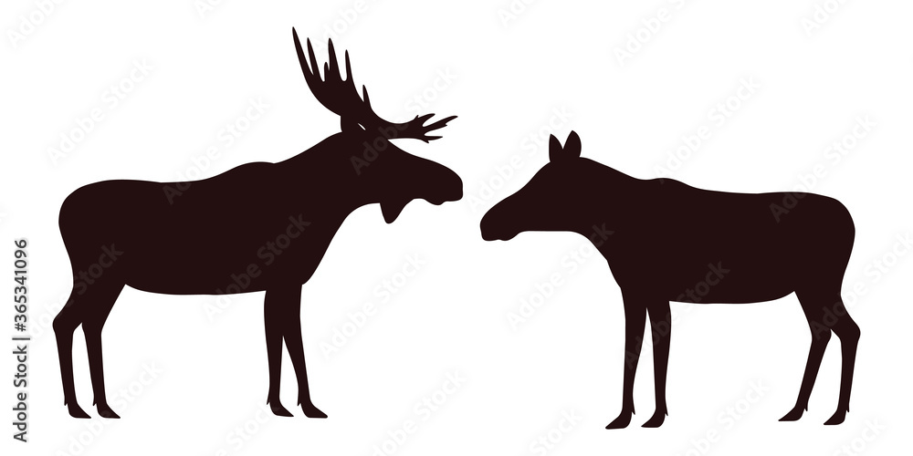 elk, moose, male and female. vector. elk, moose, male and female. vector.