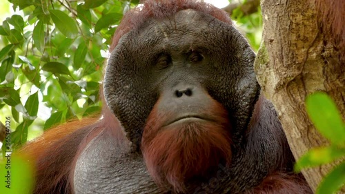 Close up of male bornean orangutans face as he looks around whilst sat in a tree photo