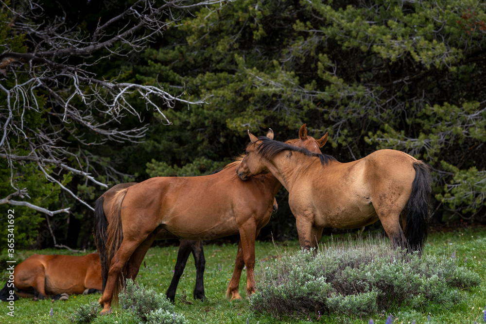 Fototapeta premium Wild Mustangs Pryor Mountains