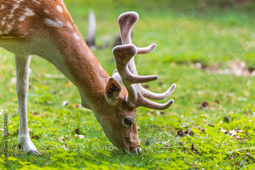 Close view on a deer