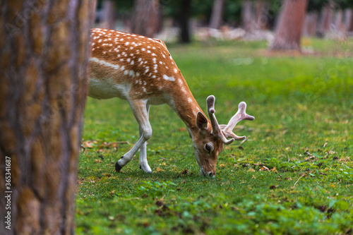 Deer in a forest eating grass