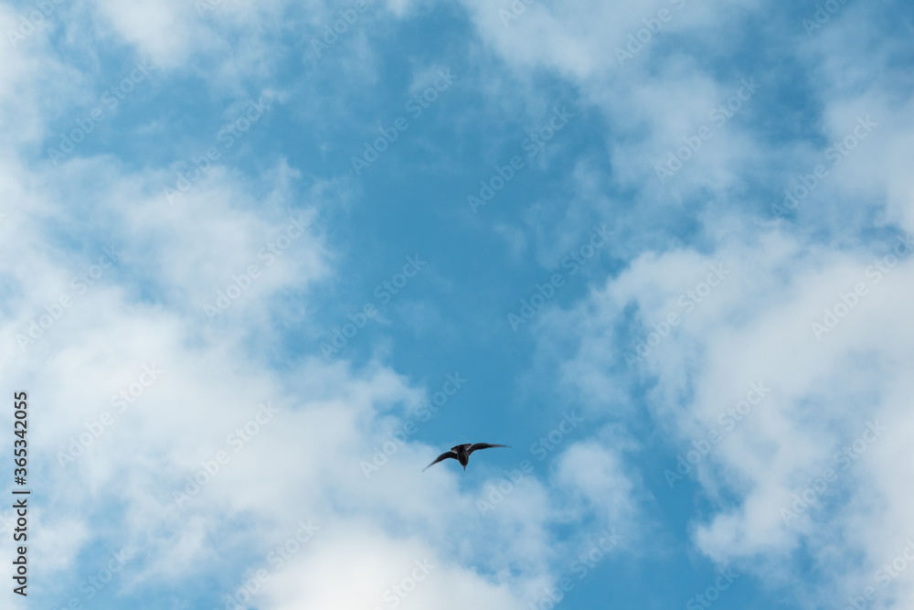 Seagull flying on vibrant blue sky, white fluffy clouds background Seagull flying on vibrant blue sky, white fluffy clouds background
