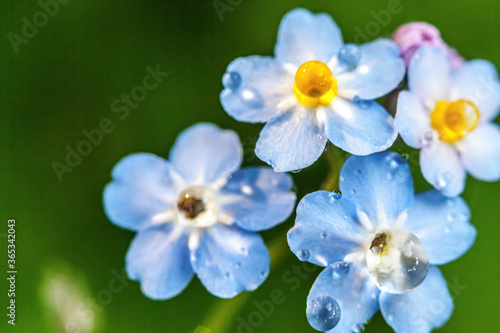 Beautiful wild forget-me-not Myosotis flower blossom flowers in spring time. Close up macro blue flowers with rain drops, selective focus. Inspirational natural floral blooming summer garden or park.