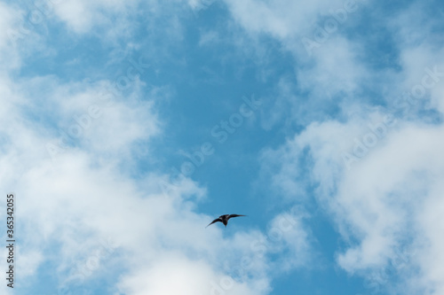 Seagull flying on vibrant blue sky, white fluffy clouds background 