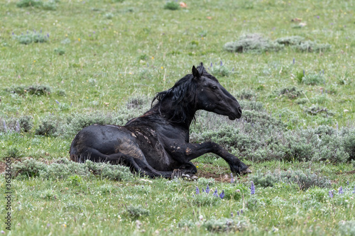 Wild Mustang rolling over © Penny Hegyi