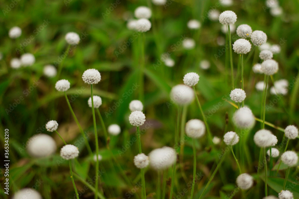 green grass and flowers