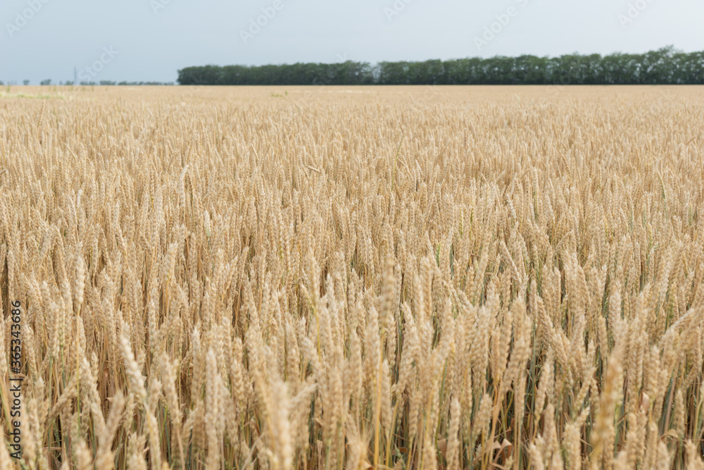 big yellow field with ears of ripe wheat ready for harvest. one big spike with grain in the foreground. Copy space for text. Agricultural concept big yellow field with ears of ripe wheat ready for harvest. one big spike with grain in the foreground. Copy space for text. Agricultural concept