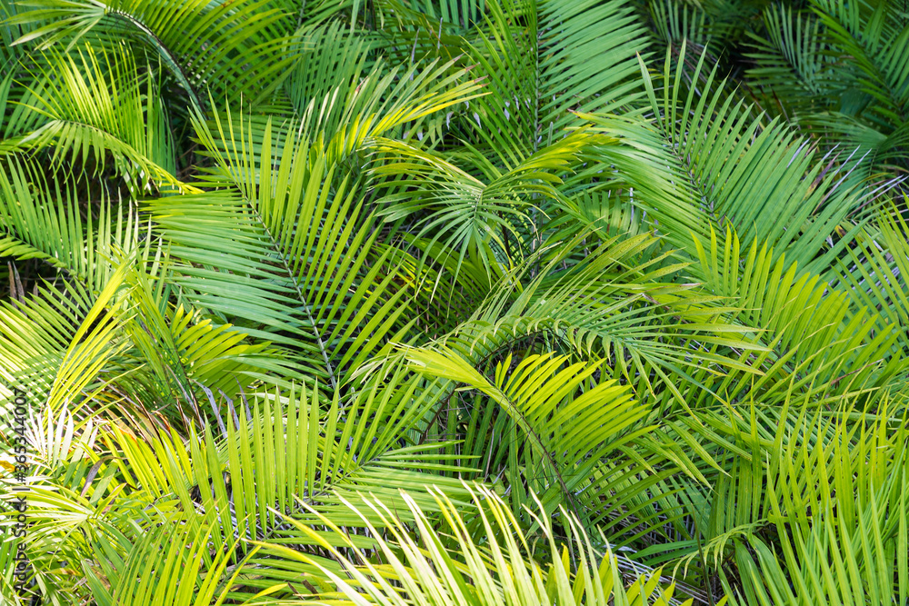 Jumble of the leaves of small palm trees, Manuel Antonio National Park, Costa Rica