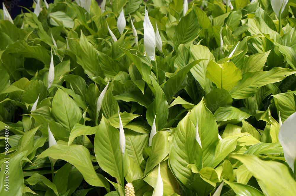 Obraz premium Spathiphyllum Kochii is native to tropical regions of the Americas and southeastern Asia. Certain species of Spathiphyllum are commonly known as spath or peace lilies. Planted in the plant nursery. 
