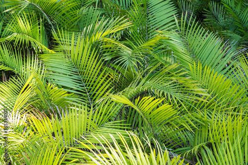 Fototapeta Naklejka Na Ścianę i Meble -  Jumble of the leaves of small palm trees, Manuel Antonio National Park, Costa Rica
