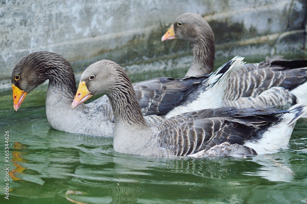 domestic grey geese bathe in the pool water on a poultry farm close up domestic grey geese bathe in the pool water on a poultry farm close up