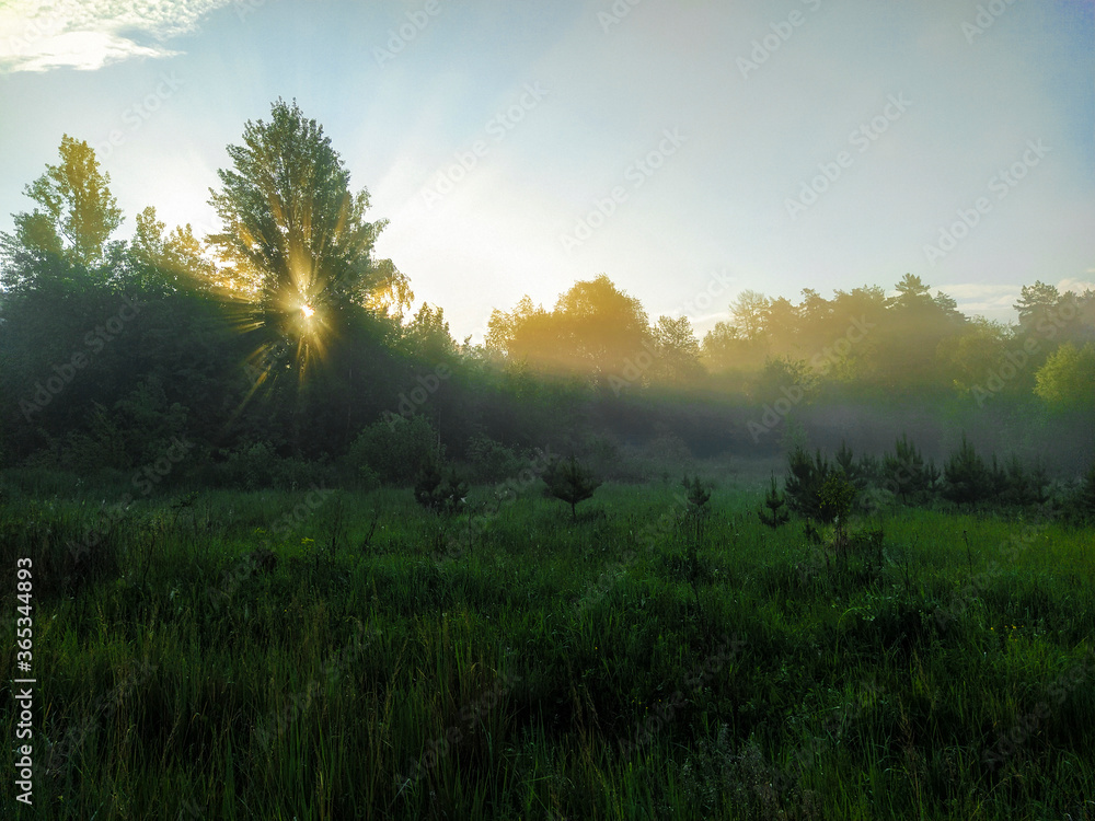 Fototapeta premium landscape with a summer field at sunset