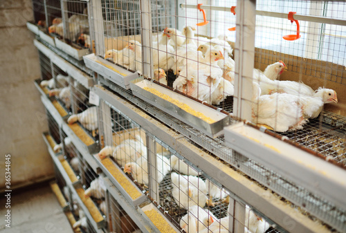 Poultry farm, raising broiler chickens. Adult chickens sit in cages and eat compound feed