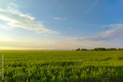 andscape with a summer field at sunrise