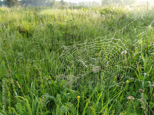 image of a web on the grass