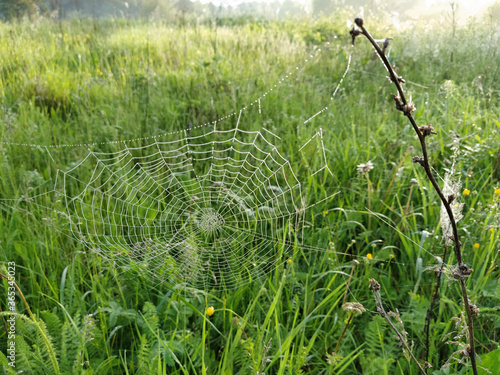 image of a web on the grass
