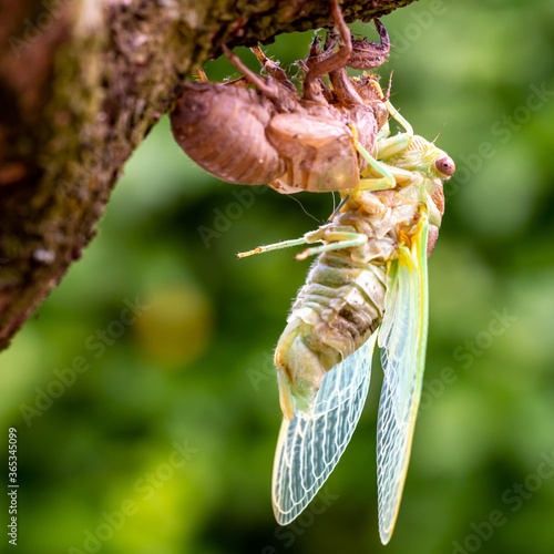 Naissance d'une cigale en procence photo