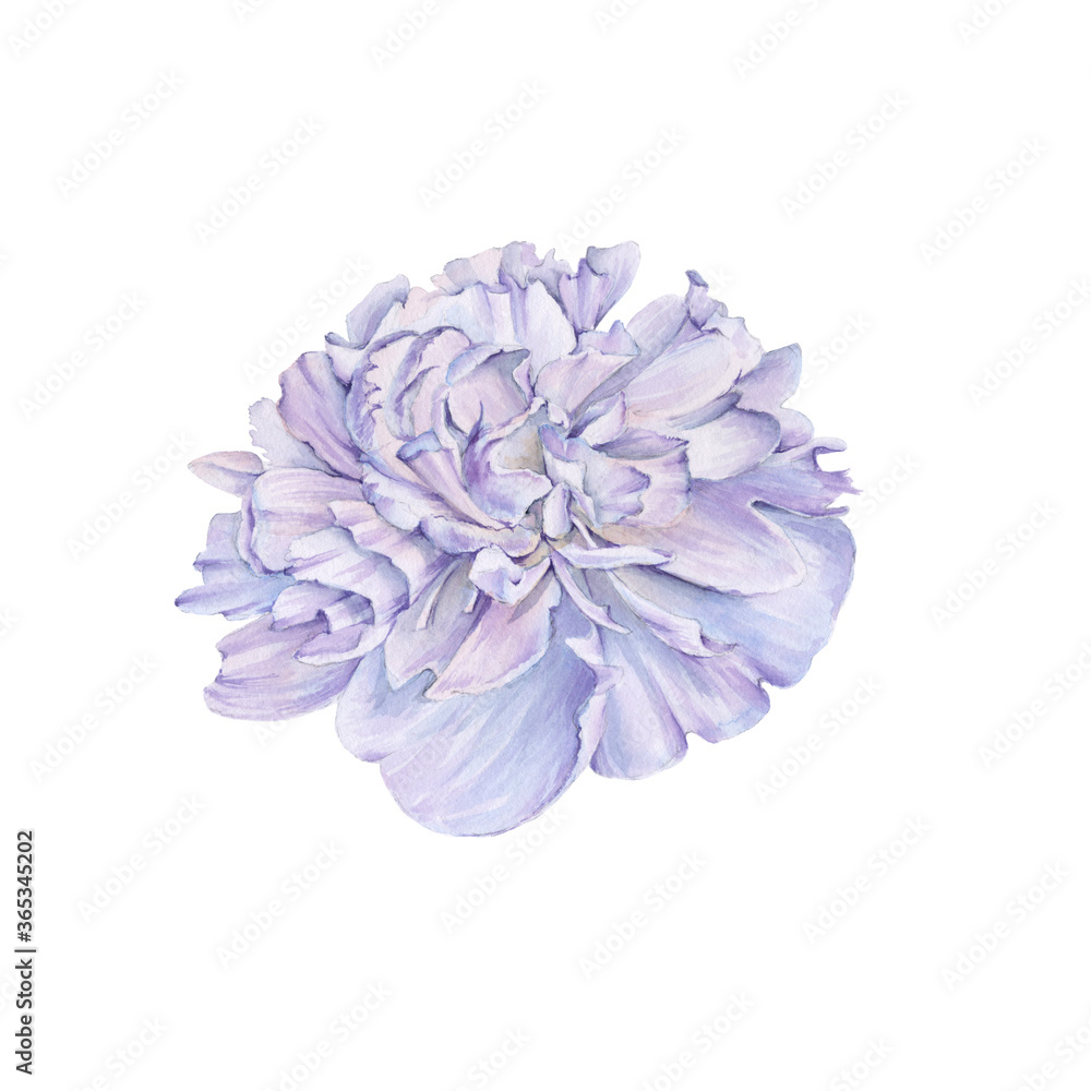 Bouquet of peony flowers. Isolated drawing. Bouquet of peony flowers. Isolated drawing.