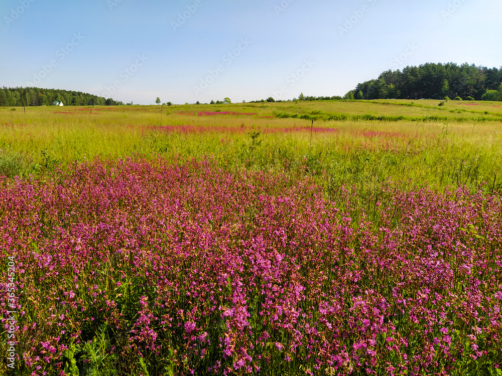 image of a blooming field in the morning