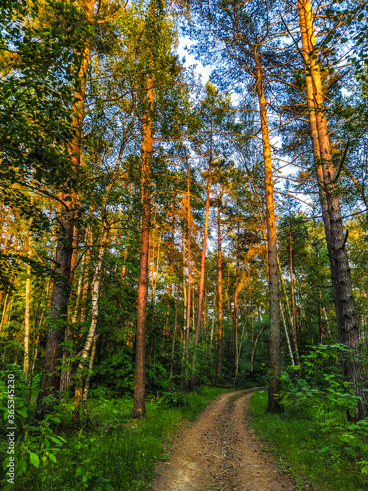 Obraz premium image of a country road in a forest