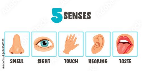 Five Senses Concept With Human Organs