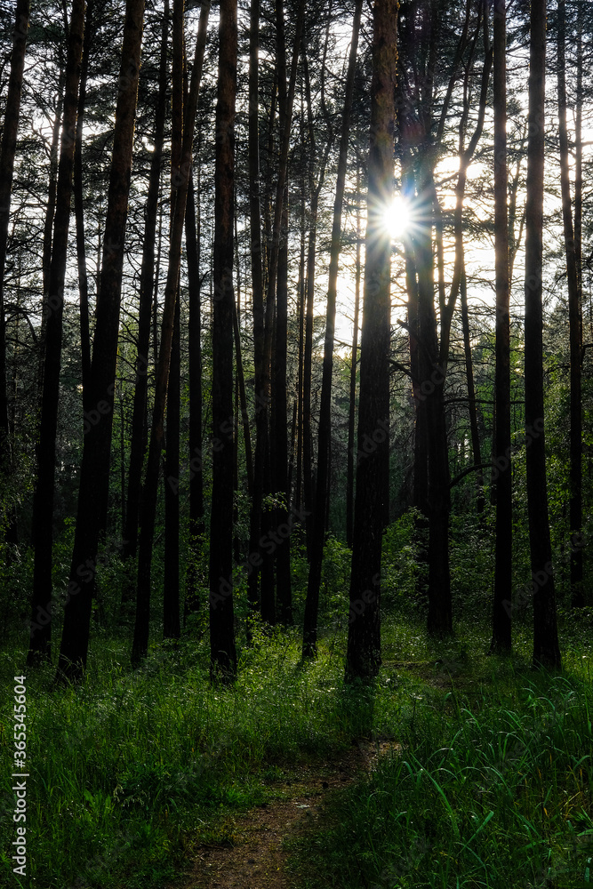 image of a summer forest image of a summer forest
