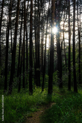 image of a summer forest © Dmitry Vereshchagin